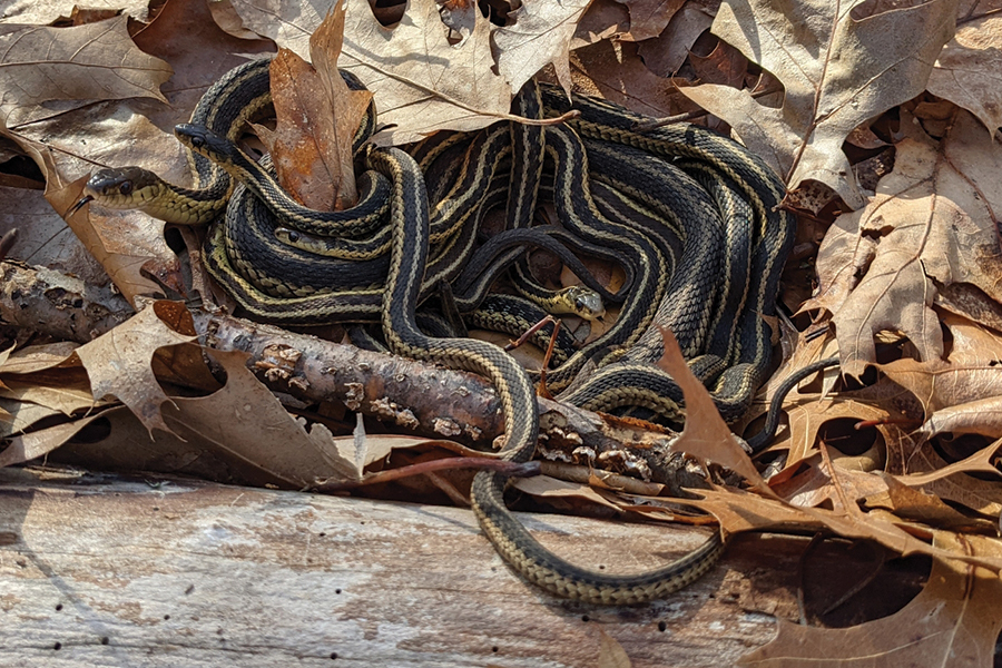 an eastern garter snake in the leaves