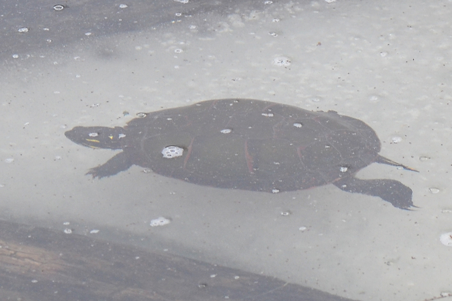 a painted turtle in a frozen lake
