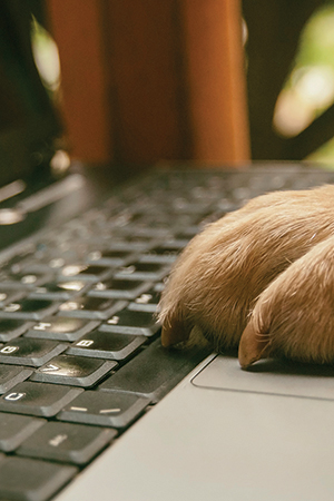 dog's paw on a computer keyboard