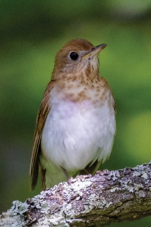 a veery songbird resting on a branch