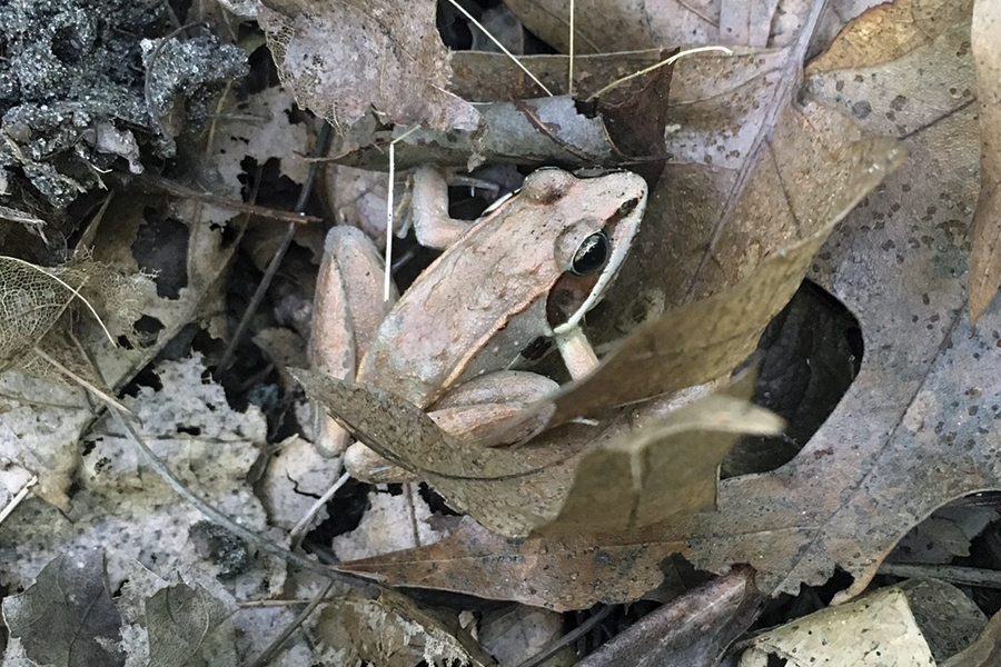 a wood frog in dry fall leaves
