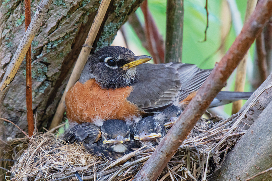 american-robin-KyleTansley