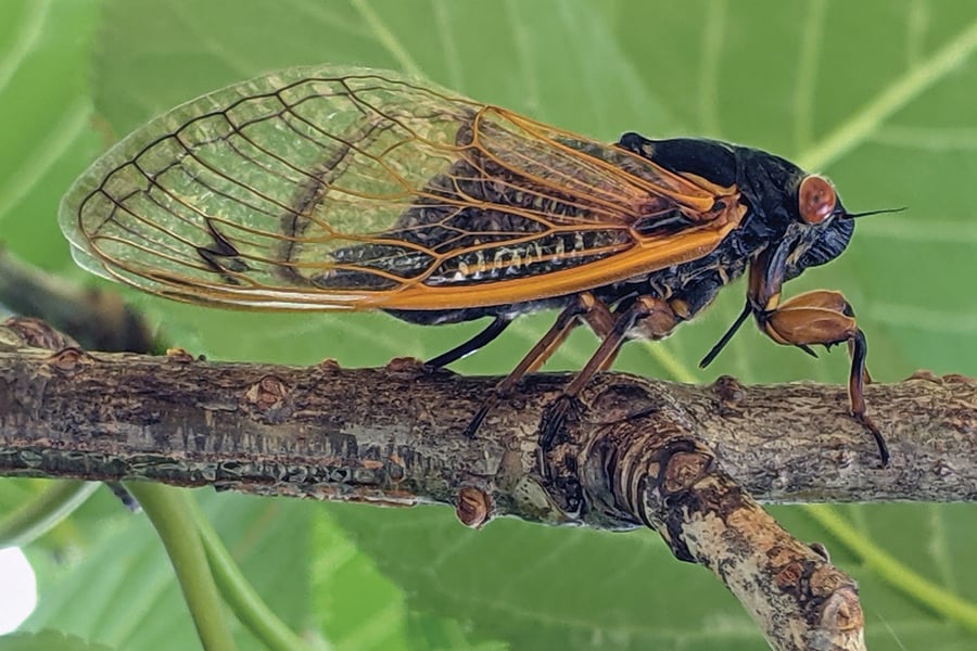 cassin-cicada-MartinKalfatovic