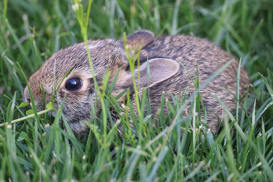 eastern-cottontail