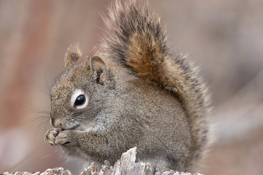 american-red-squirrel