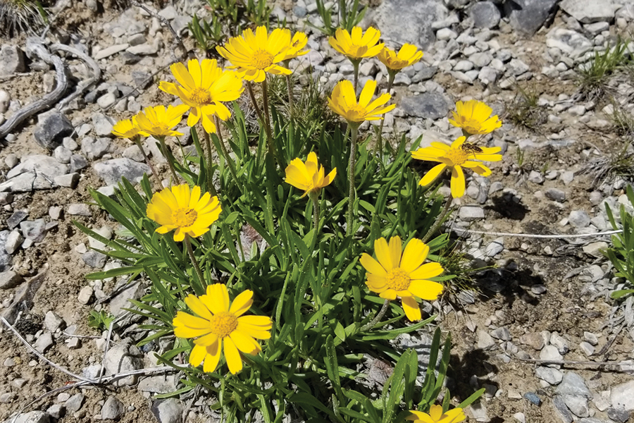 lakeside daisies by bjscott