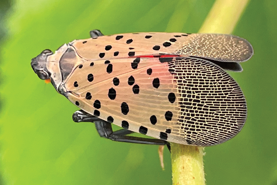 spotted lanternfly