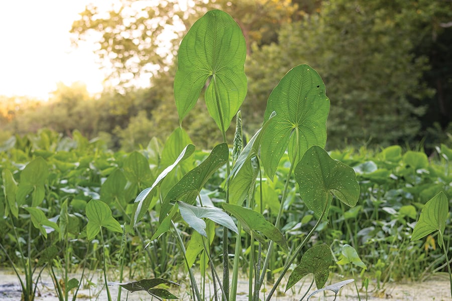 arrowhead-plant