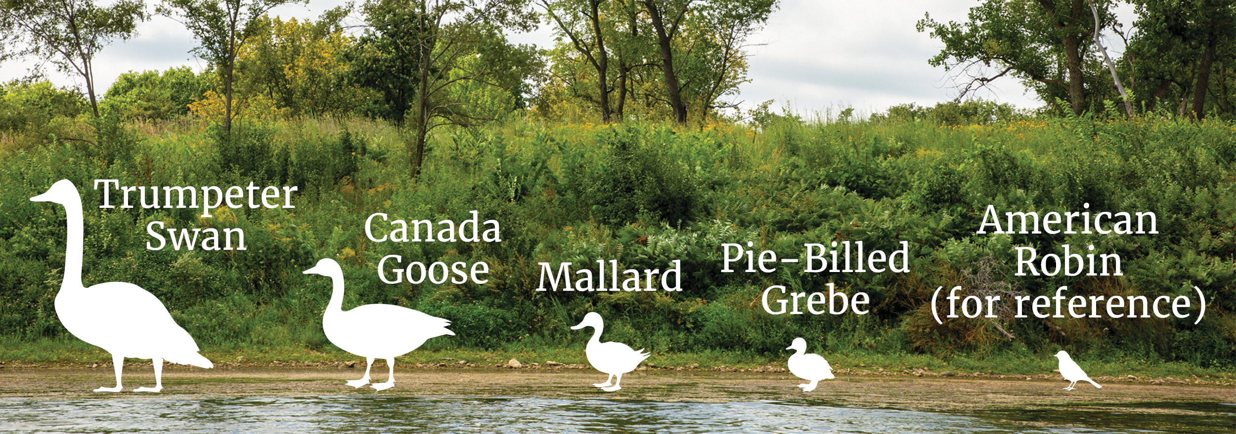 waterfowl-sizes