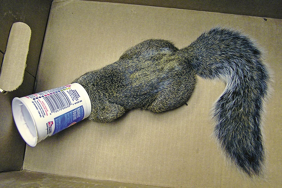 squirrel-head-stuck-in-container