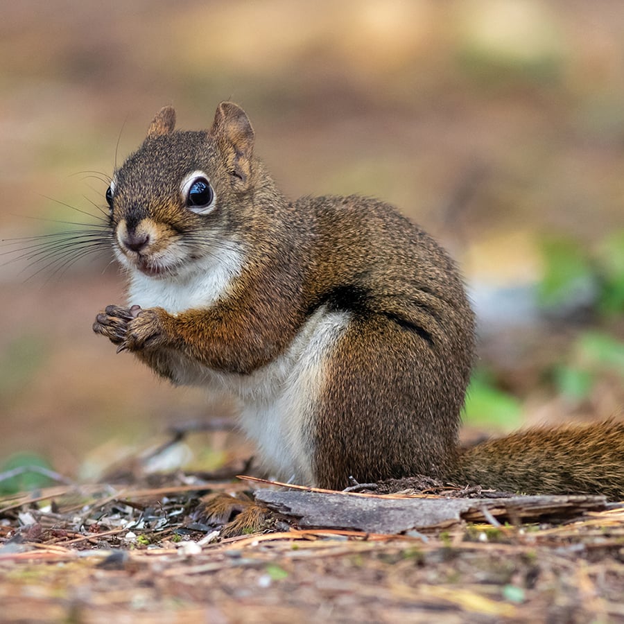 An American red squirrel stands at attention.