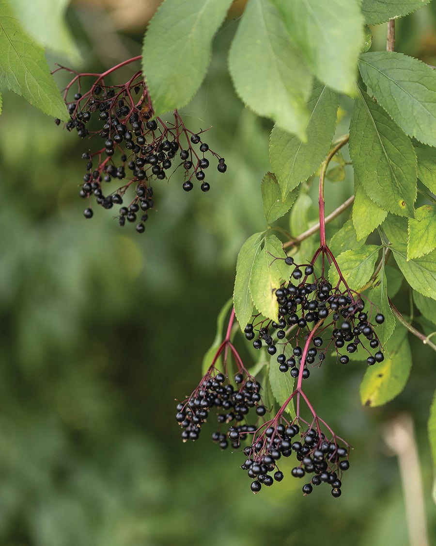 Small dark elderberries grow from a green plant.
