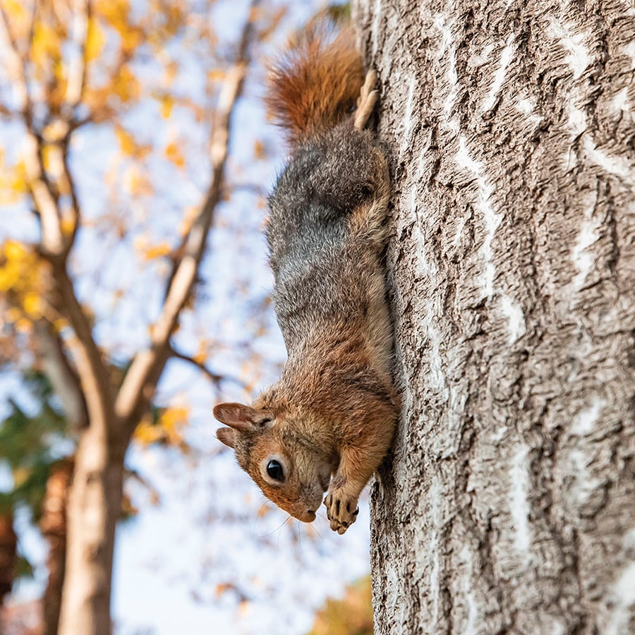 A fox squirrel hangs upside down on a tree trunk.