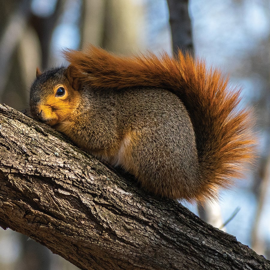 A fox squirrel covers its back with its tail.