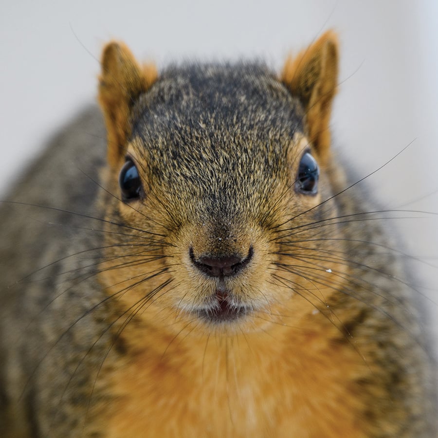 A close-up shot of a squirrels face shows its long, dark whiskers.