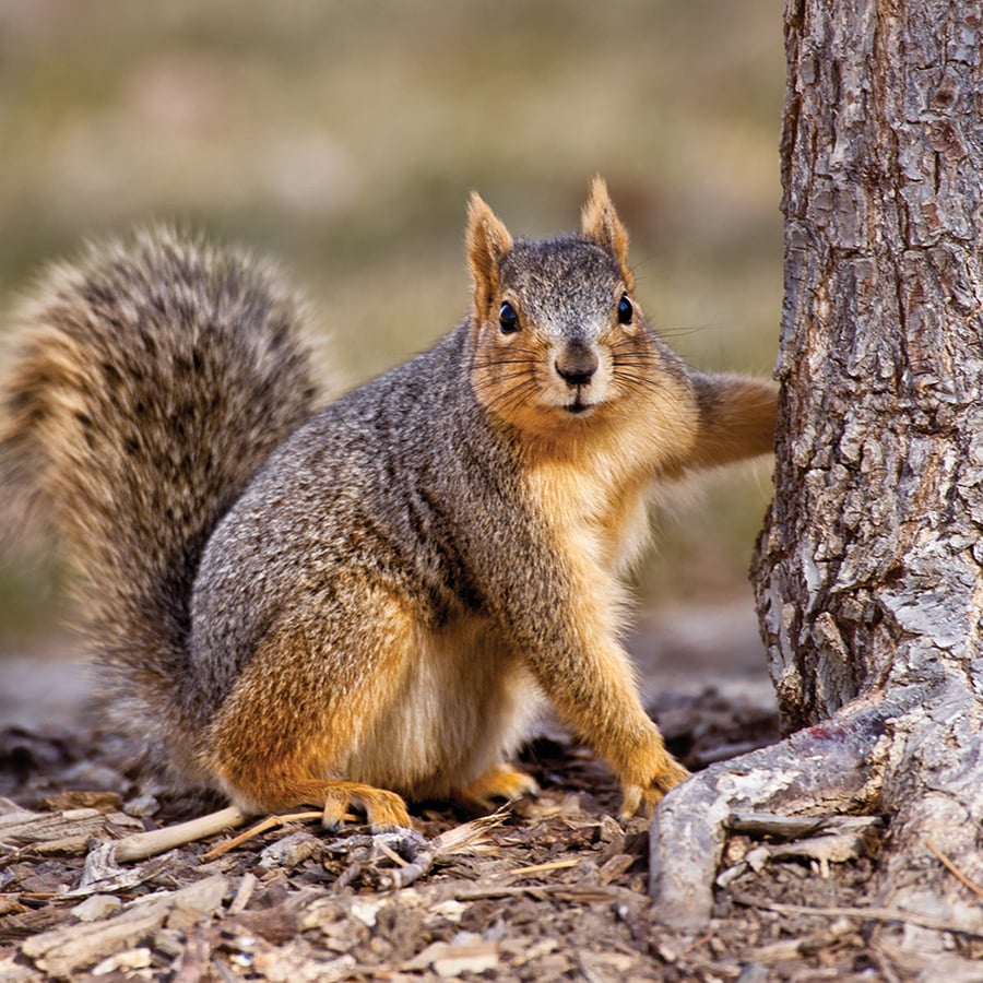 A fox squirrel stands with one appendage resting on a tree.