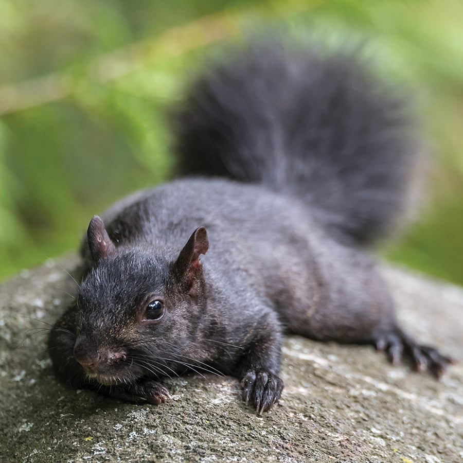 A gray squirrel lays on a tree branch.