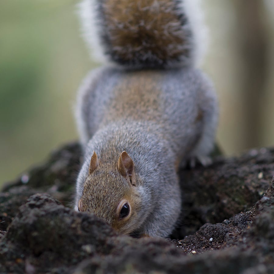 A gray squirrel digs to hide food.