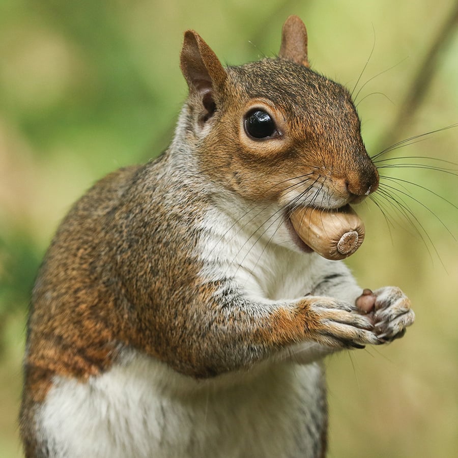 A grey squirrel holds a nut in its mouth while standing on its hind legs.