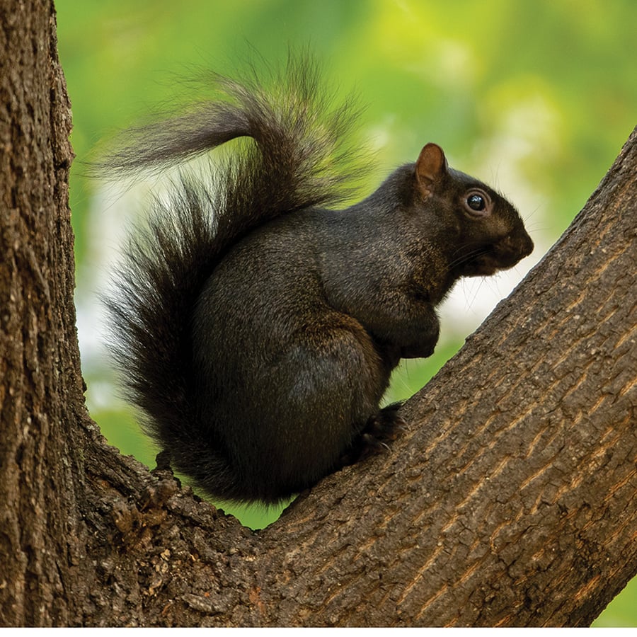 An eastern gray squirrel is perched on a tree branch.