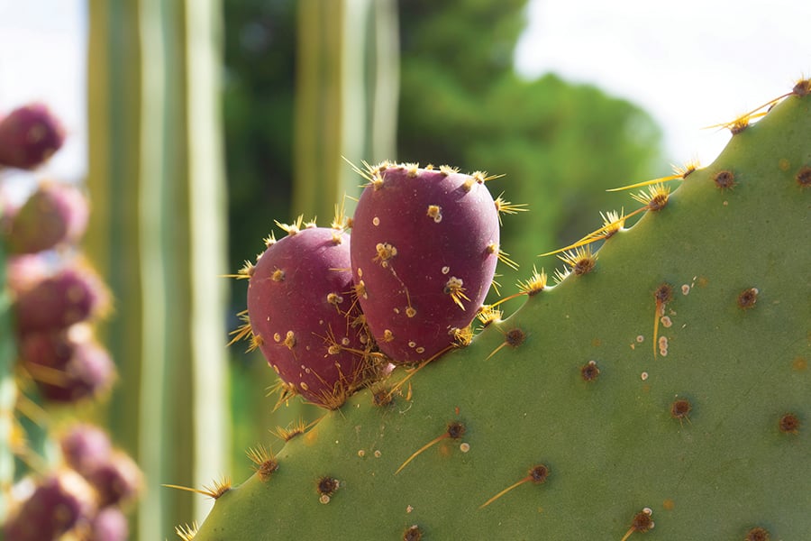 Mauve-colored fruit grows from a cactus.