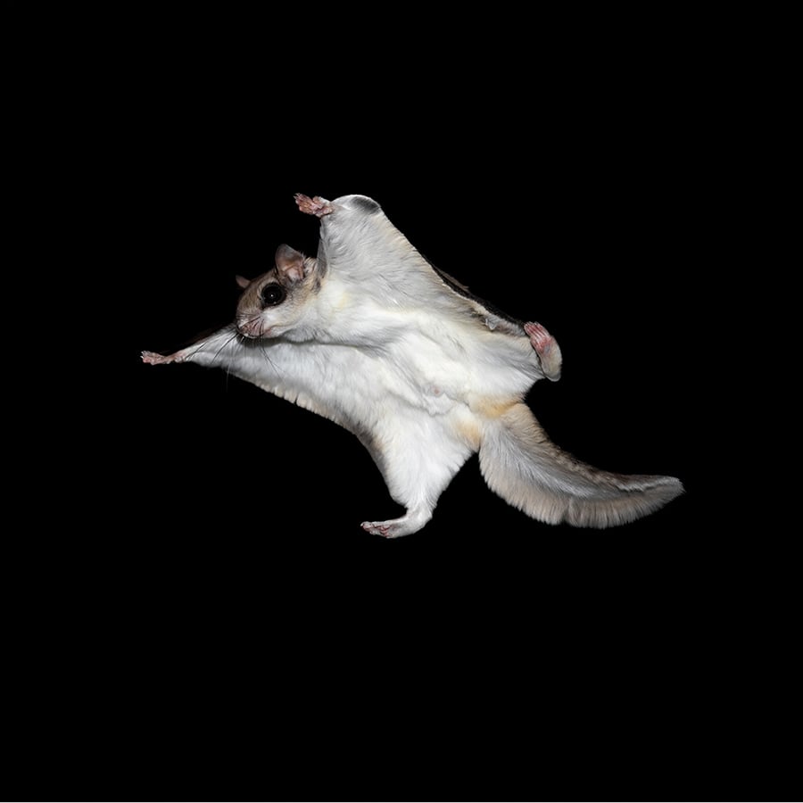 A flying squirrel takes flight in the night.