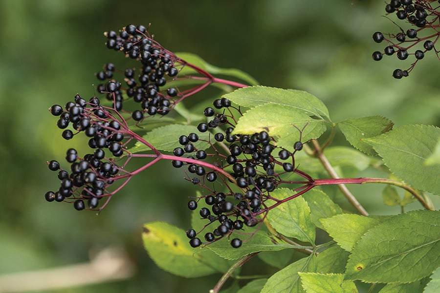 clusters of berries on an elderberry bush