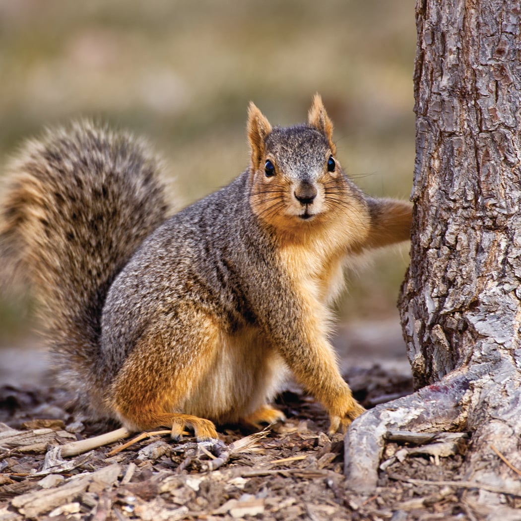 a fox squirrel on the ground next to a tree