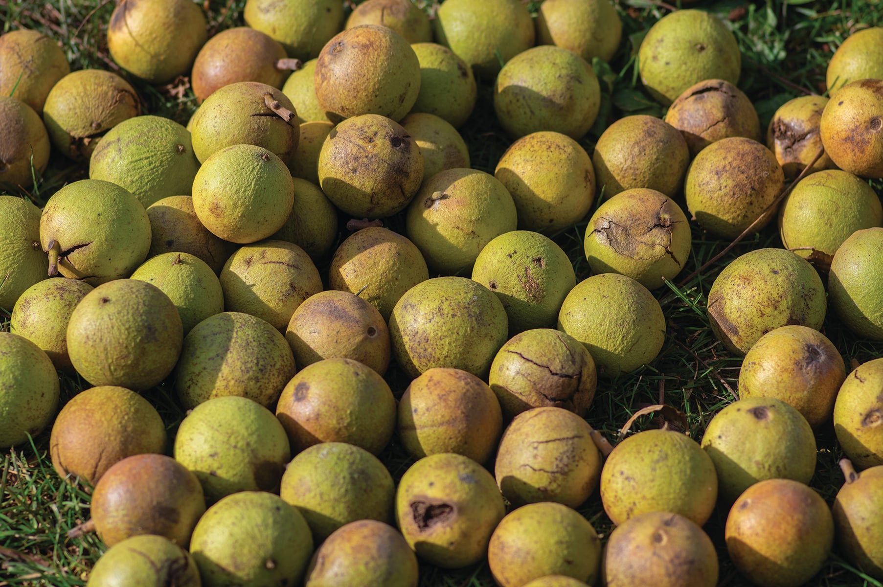 A pile of black walnuts with green hulls rest on the ground.