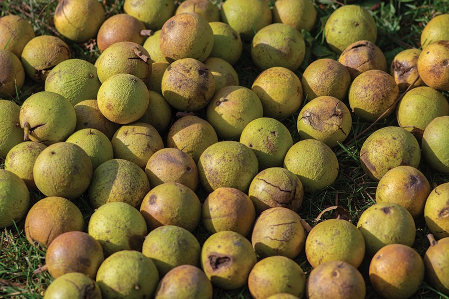 a pile of walnuts with green husks
