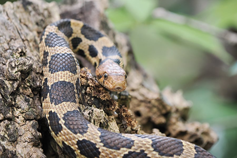 an eastern fox snake rests on the trunk of a tree