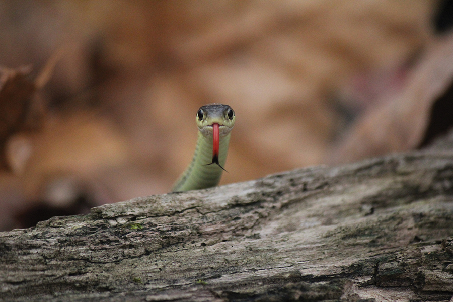 A garter snake sticks out its tongue while slithering over a log.