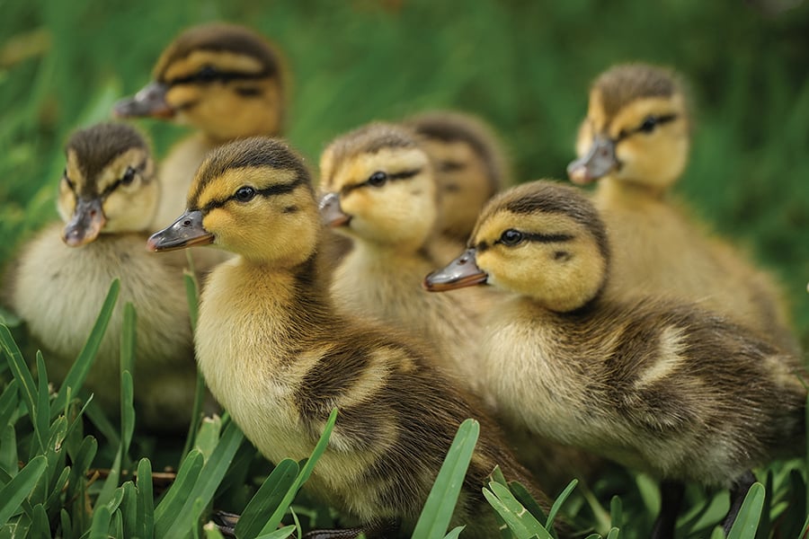 A group of mallard ducklings are huddled in a grass field.