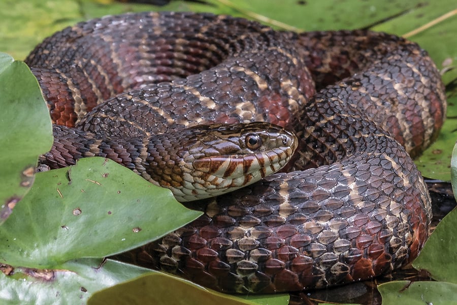 A brown snakes is curled among green leaves.