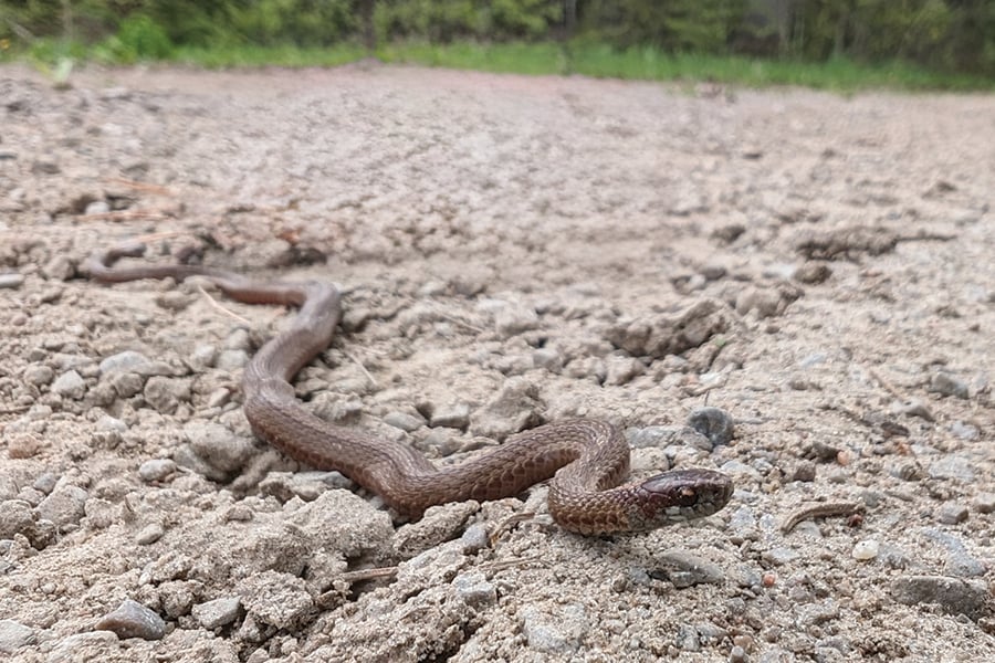 A small snake crawls across a gravel trail.
