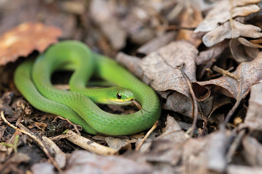 A bright green snake with a shiny eye sticks out its tongue.