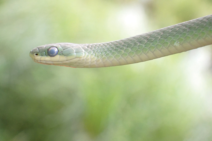 A pale green snake has a cloudy eye.