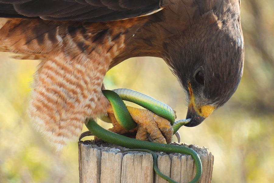 A hawk eats a green snake trapped in its talons.