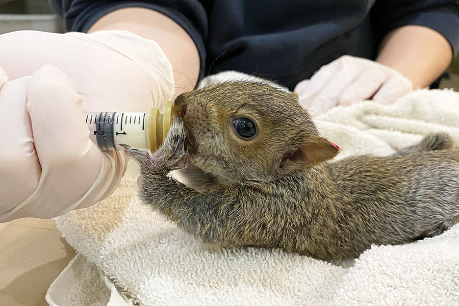 A baby squirrel is fed with a syringe.