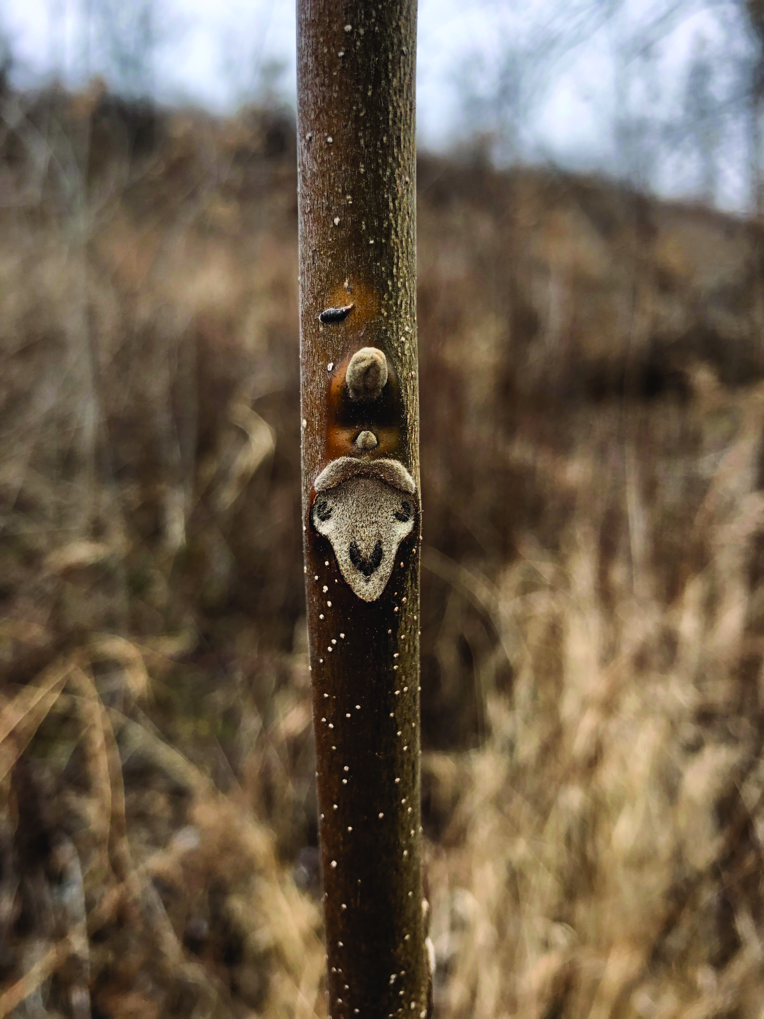 A leaf scar on a twig where a leaf was once attached looks like a llama's face.