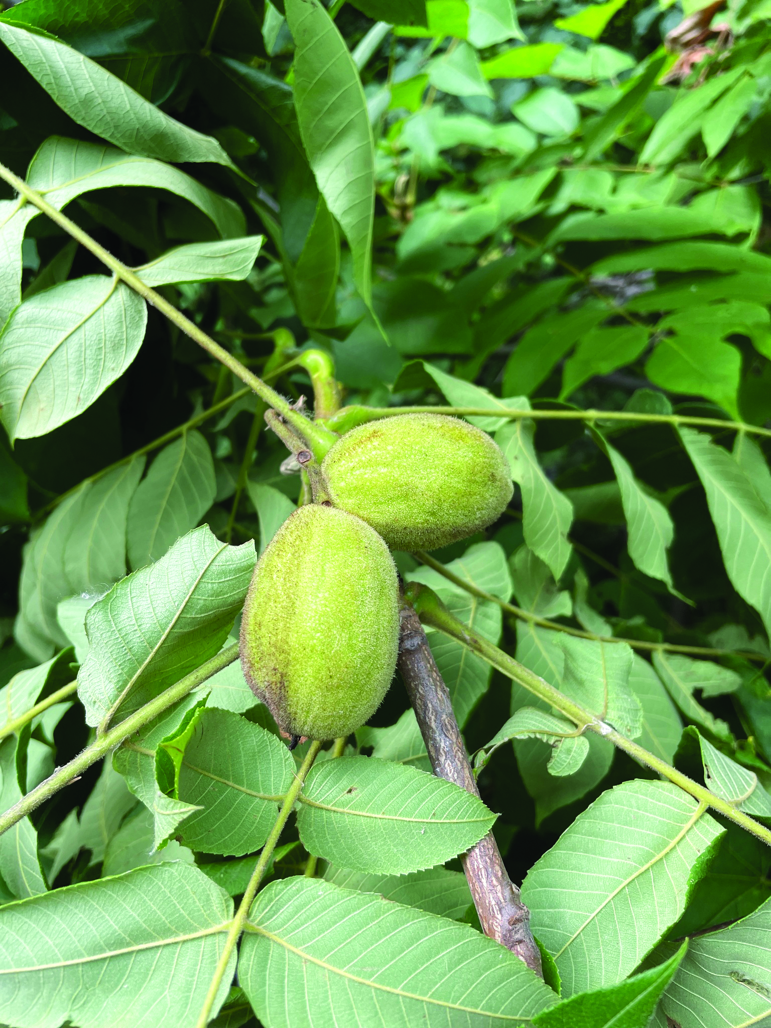 Butternuts attached to the stem of a plant and surrounded by leaves.