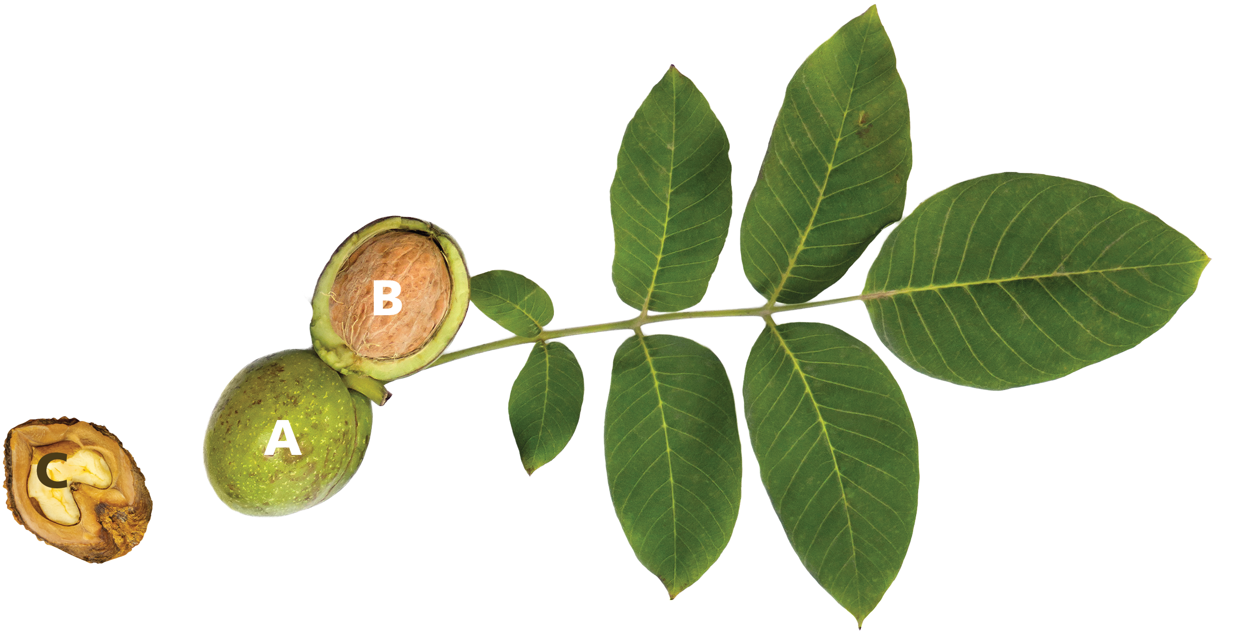 drupe-black-walnut-AnastasiiaMalinich-Adobe