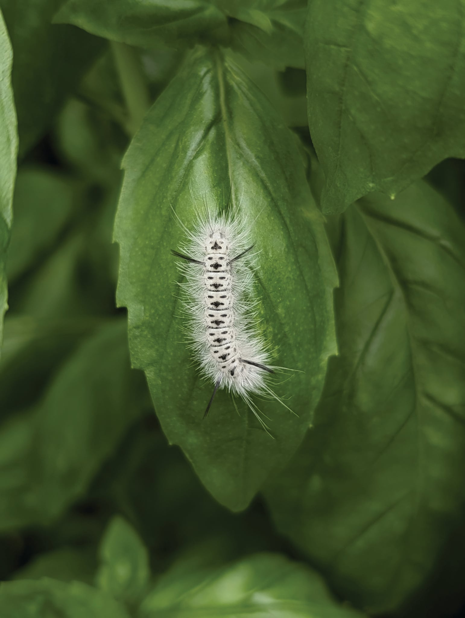 A black and white moth climbs a green leaf.