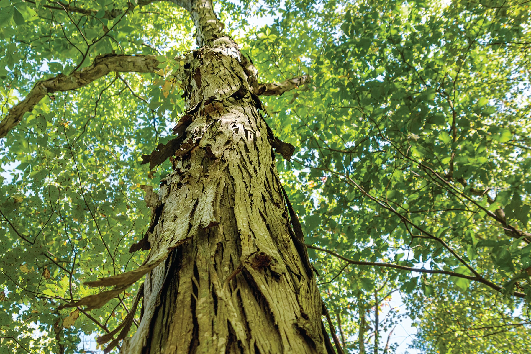 Looking up at the peeling bark of a shagbark hickory.