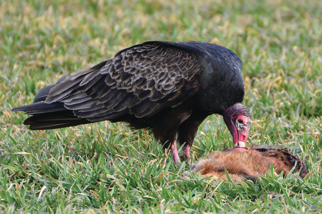 A turkey vulture bends over in a field to eat a dead animal.