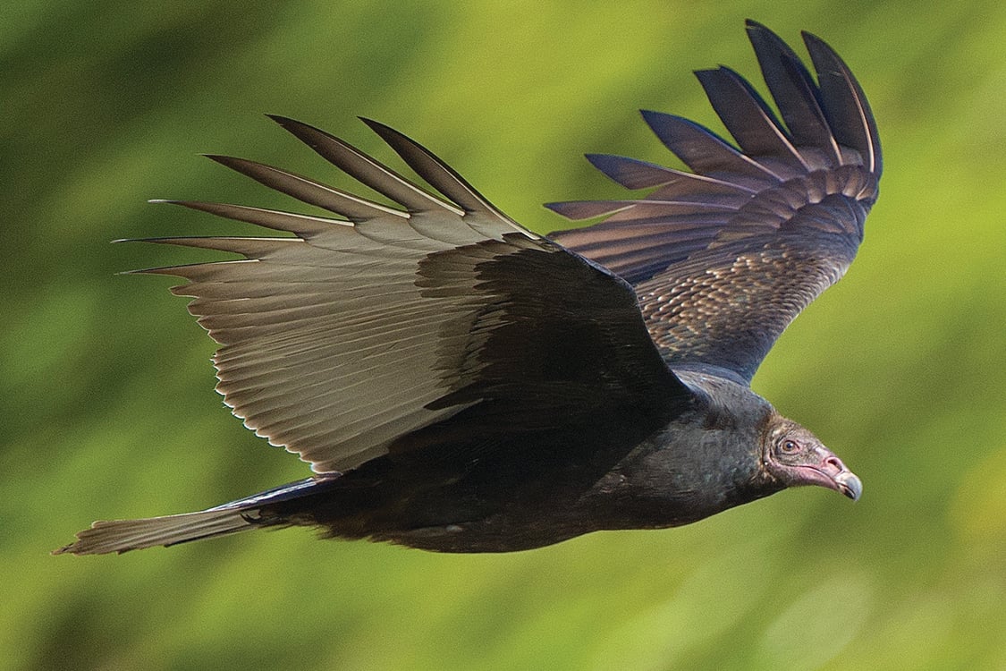 A turkey vulture soars with its wings in a V-shape.