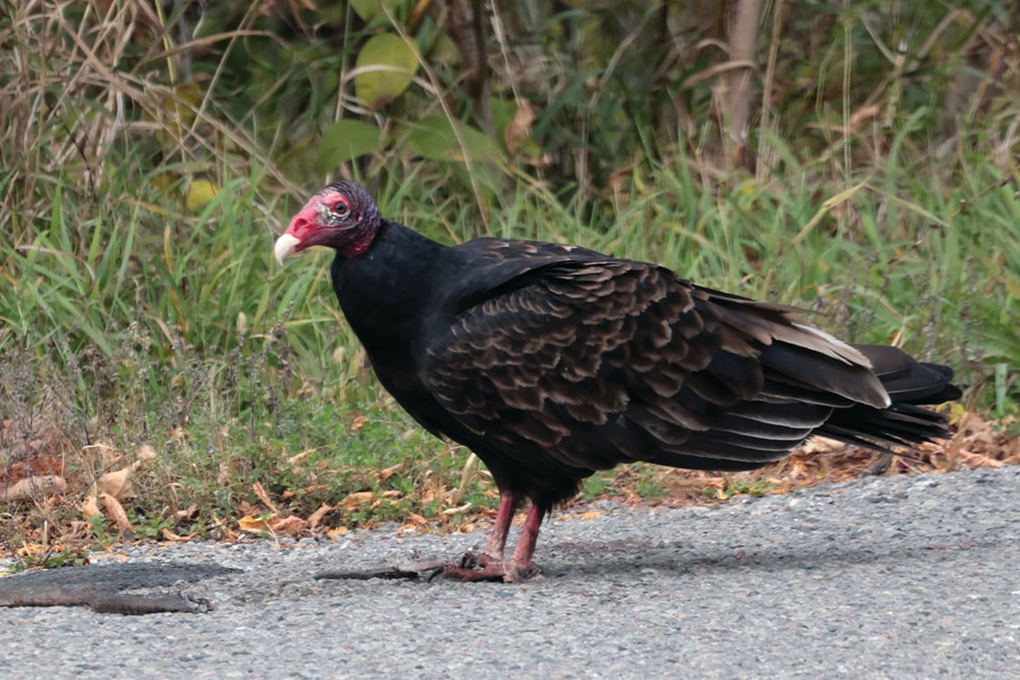 A turkey vulture stands near the edge of a road.