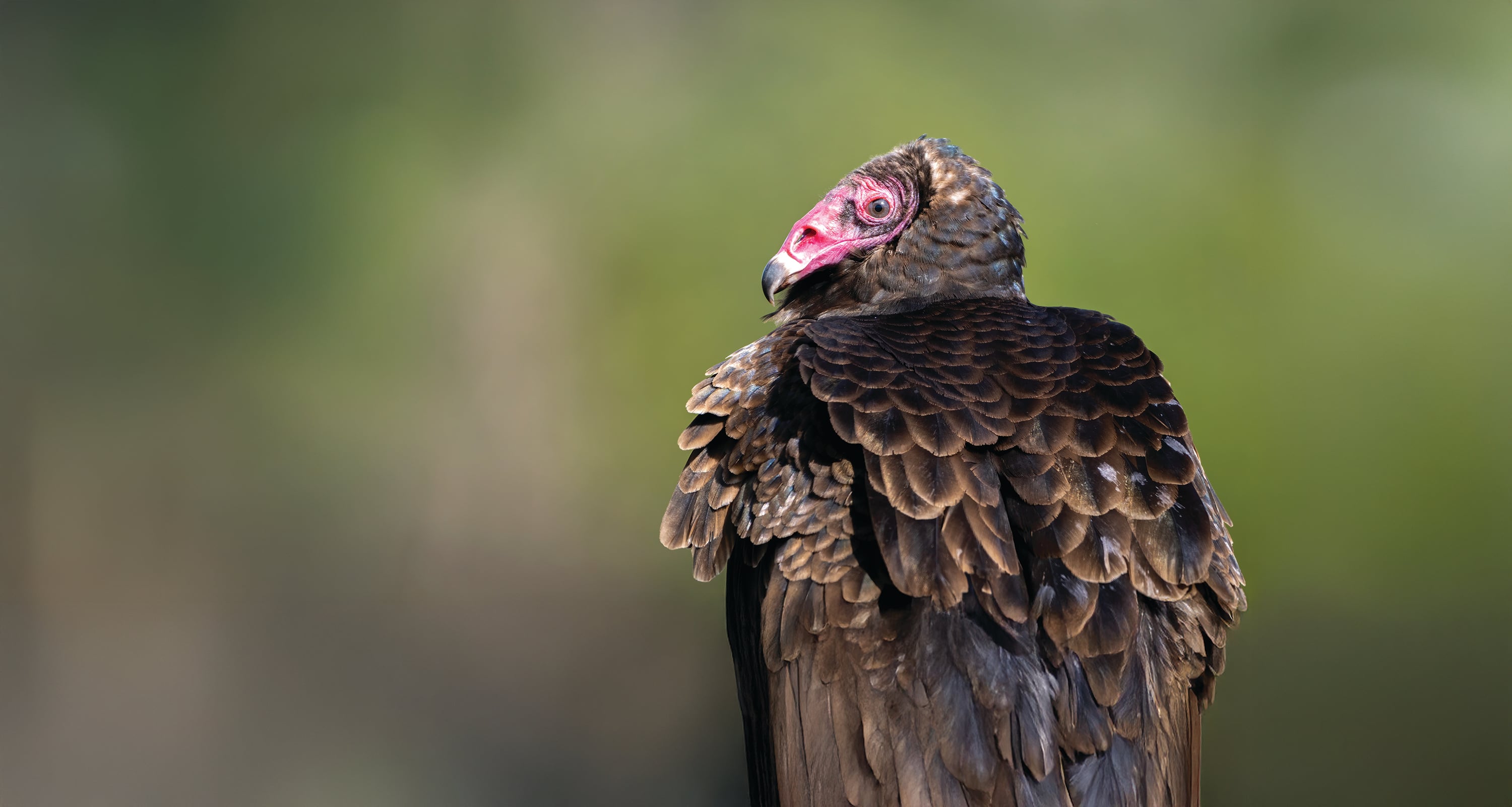 A turkey vulture stands with its brown feathers folded down on its back.