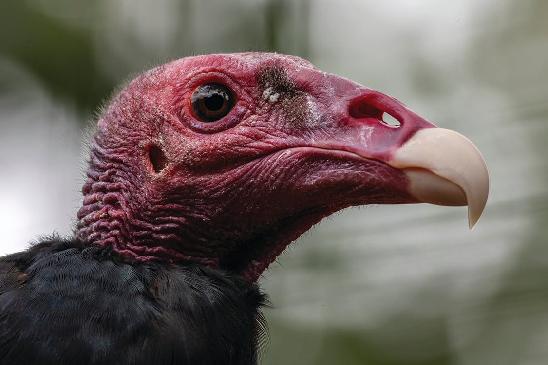 A close-up photograph of a turkey vulture's featherless head and pointy beak.