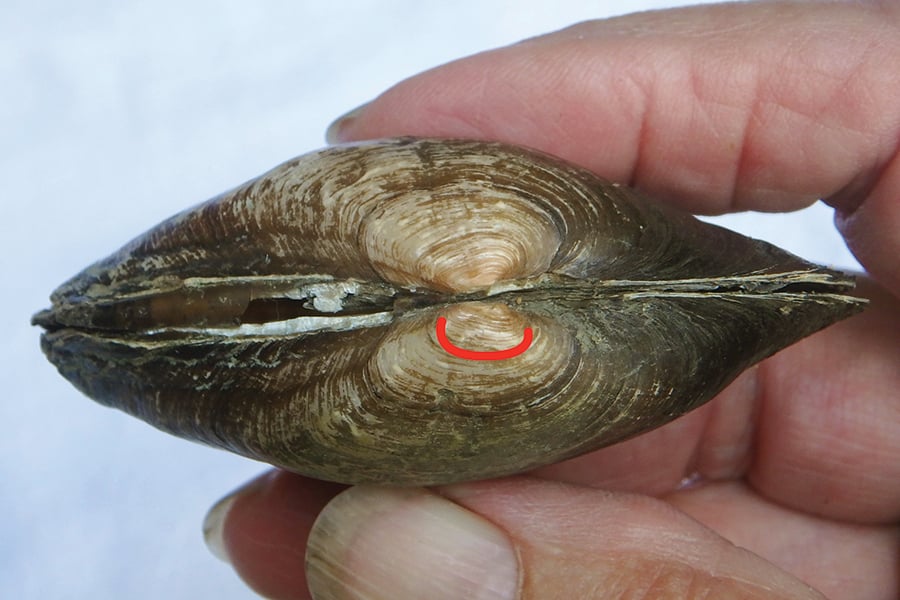 A creeper mussel with its U-shaped beak highlighted.
